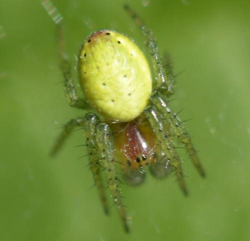 Araniella sp.